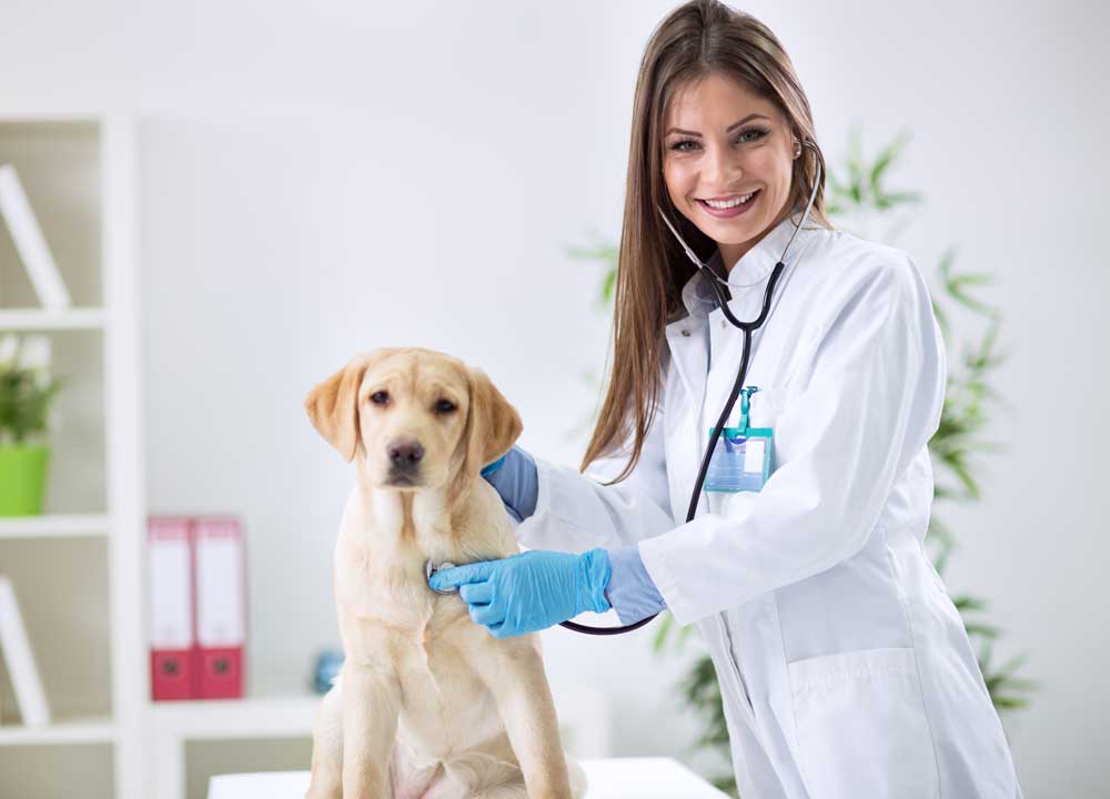 Pets and Pet Care